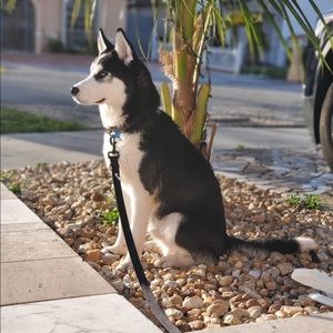 Meet your Posher, Pamela